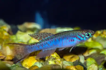 Fotografie druhu Fundulopanchax arnoldi