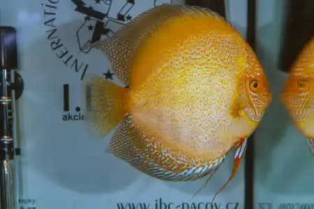 Fotografie druhu Symphysodon sp.