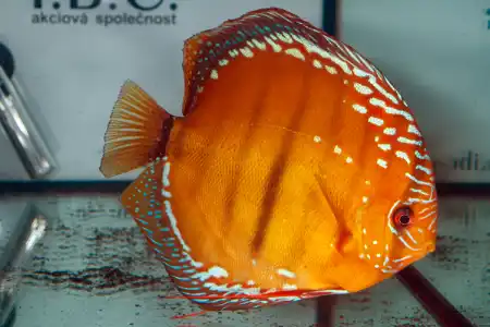 Fotografie druhu Symphysodon aequifasciatus