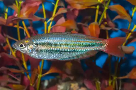 Melanotaenia australis