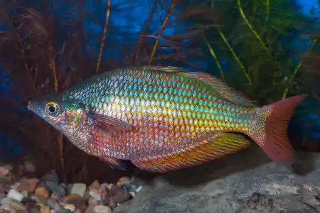 Fotografie druhu Glossolepis dorityi