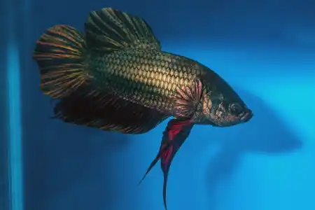 Fotografie druhu Betta splendens