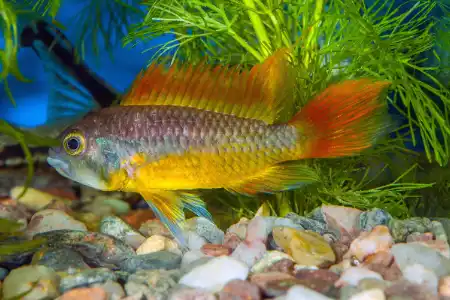Fotografie druhu Apistogramma cacatuoides  Orange