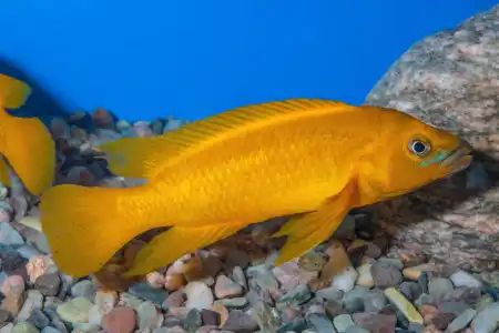 Fotografie druhu Neolamprologus leleupi