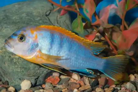 Fotografie druhu Labidochromis sp. Hongi
