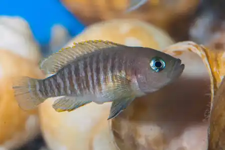 Fotografie druhu Neolamprologus multifasciatus