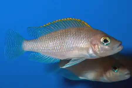 Fotografie druhu Neolamprologus caudopunctatus