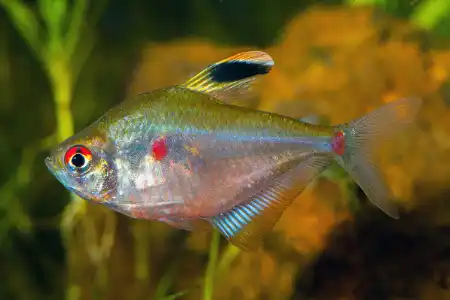 Fotografie druhu Megalamphodus socolofi