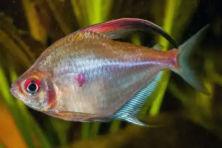 Fotografie druhu Megalamphodus erythrostigma 