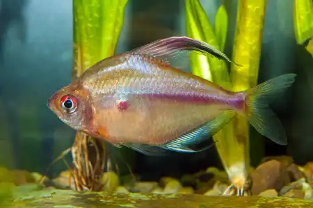 Fotografie druhu Megalamphodus erythrostigma 