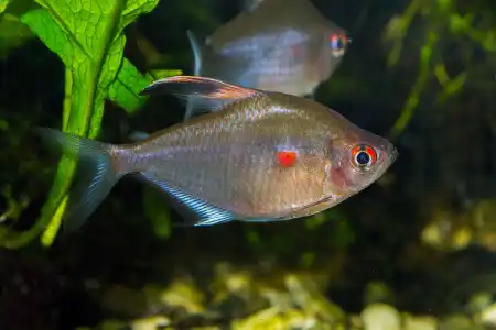 Fotografie druhu Megalamphodus erythrostigma