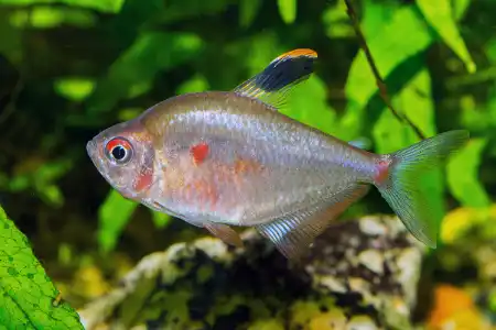 Fotografie druhu Megalamphodus socolofi