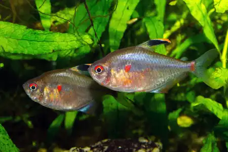 Fotografie druhu Megalamphodus socolofi