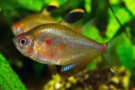 Fotografie druhu Megalamphodus socolofi