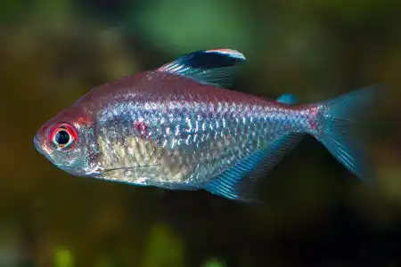 Fotografie druhu Hyphessobrycon pyrrhonotus