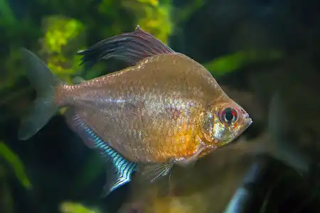 Fotografie druhu Megalamphodus erythrostigma