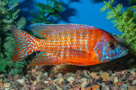 Fotografie druhu Aulonocara sp. Rubin Red