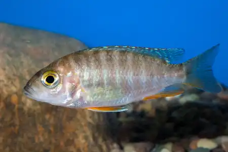 Fotografie druhu Aulonocara sp. Eureka