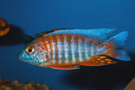 Fotografie druhu Aulonocara sp. Eureka