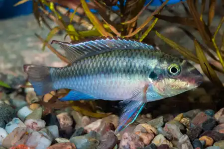 Fotografie druhu Pelvicachromis pulcher