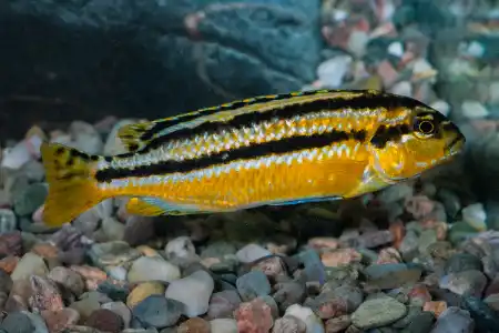 Fotografie druhu Melanochromis auratus