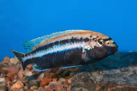 Fotografie druhu Melanochromis auratus