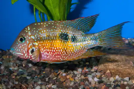 Thorichthys maculipinnis
