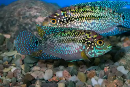 Rocio octofasciata