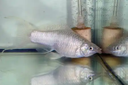 Poecilia velifera