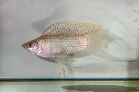 Poecilia velifera