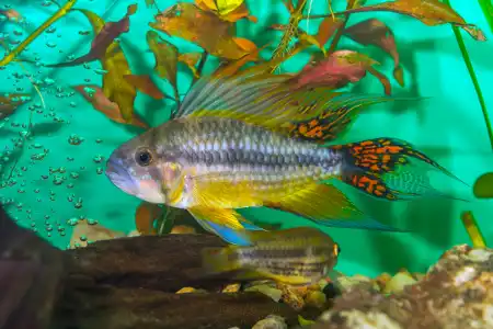 Fotografie druhu Apistogramma cacatuoides  Double Red