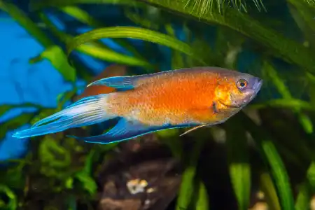 Macropodus opercularis  