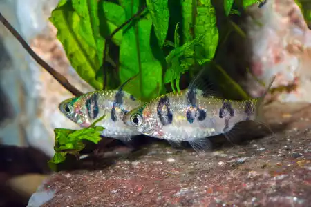 Desmopuntius rhomboocellatus