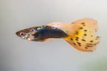 Fotografie druhu Poecilia reticulata