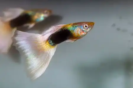 Fotografie druhu Poecilia reticulata