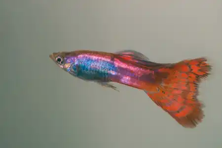 Fotografie druhu Poecilia reticulata