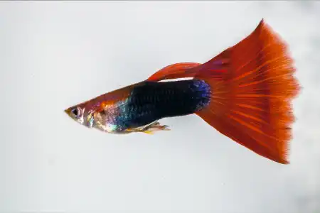 Fotografie druhu Poecilia reticulata