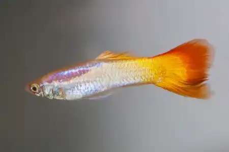 Fotografie druhu Poecilia reticulata