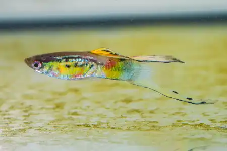 Fotografie druhu Poecilia reticulata