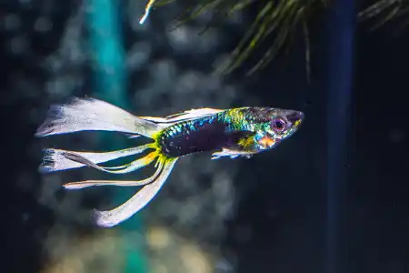 Fotografie druhu Poecilia reticulata Crowntail