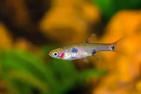 Fotografie druhu Boraras maculatus