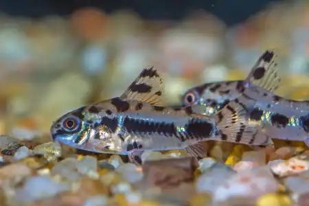 Fotografie druhu Hoplisoma habrosum