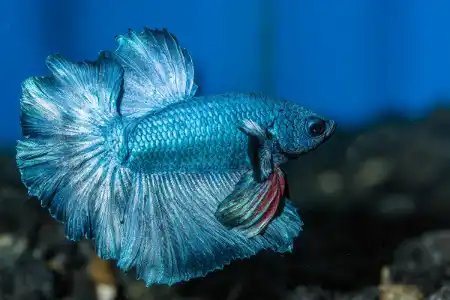 Fotografie druhu Betta splendens