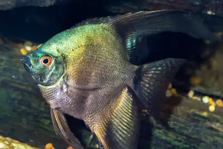 Fotografie druhu Pterophyllum scalare  Dark Bulgarian Green Seal