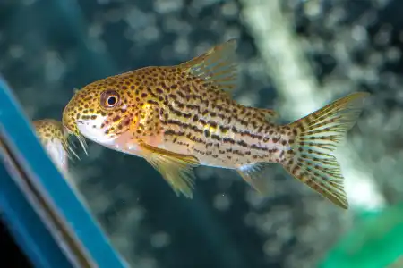 Hoplisoma eversi