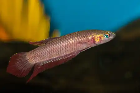 Betta coccina