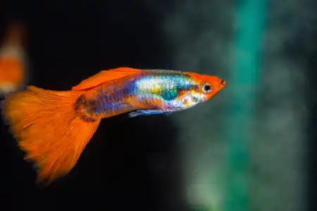 Poecilia reticulata  