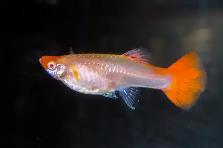Poecilia reticulata  
