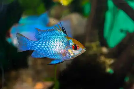 Fotografie druhu Mikrogeophagus ramirezi  Electric Blue