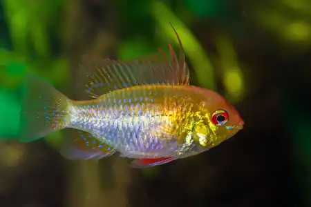 Fotografie druhu Mikrogeophagus ramirezi Gold